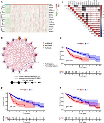 Comprehensive analysis of m5C-Related lncRNAs in the prognosis and immune landscape of hepatocellular carcinoma